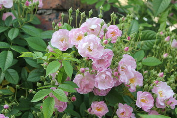 庭に咲く薄いピンクのバラ
