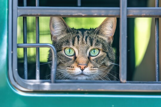 Close-up of a curious tabby cat looking out from inside a pet carrier, with bright green eyes reflecting a world of adventure and exploration just beyond the metal bars.