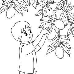 ‎‎A black and white A boy is picking mangoes from a tree  illustration line art of a coloring page white background