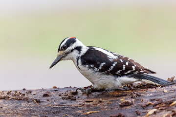 Male Hairy Woodpecker on Log – Close-up Portrait of Leuconotopicus villosus with Black and White Plumage in Natural Habitat