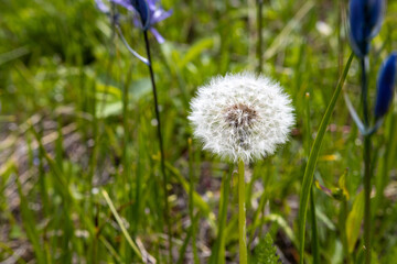 dandelion in the grass