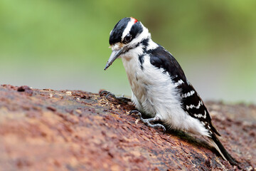 Male Hairy Woodpecker - Leuconotopicus villosus with Black and White Plumage Foraging for Insects in a Natural Habitat