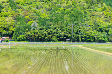初夏の田園風景　山口県山口市　
Rural landscape in early summer. Yamaguchi Pref,...