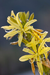 A yellow asphodel flower isolated on nature background. Asphodeline lutea.