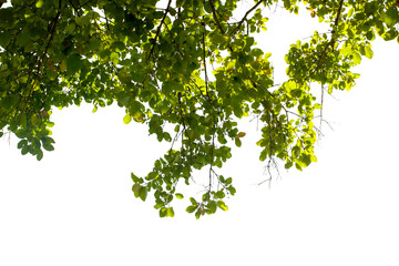 tropical leaves on white background