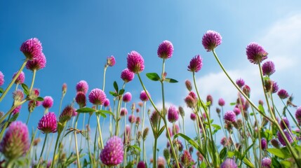 Field of purple clover flowers blooming against a blue sky