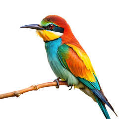 Fototapeta premium Rainbow Bee-eater Bird: Stunning Image