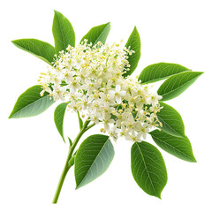 Elderflower Blossoms Plants isolated on transparent background