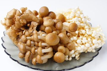 きのこ食材集合