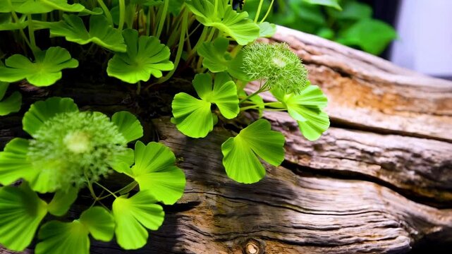 Hydrocotyle verticillata growing on decorative driftwood, macro shot of aquarium plants with vibrant green colors and detailed textures, aquatic setting