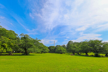 爽やかな青空と新緑