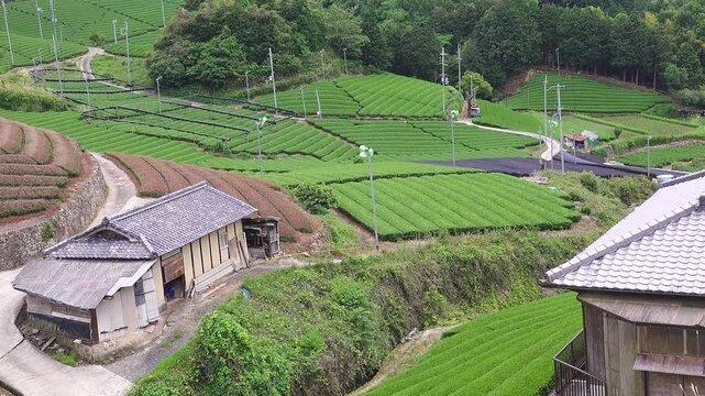 和束の茶畑 宇治茶 和束茶