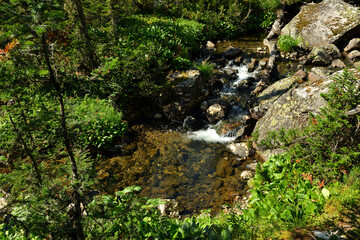 View from above of a small mountain stream flowing through a dense coniferous forest on a sunny...