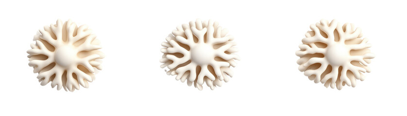 Obraz premium Close-up of three beige sea urchin s arranged in a horizontal line on a white background with detailed textures and natural appearance