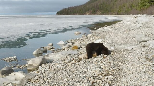 A lone wild brown bear on the icy shore of a lake digs pebbles in search of food