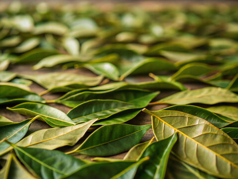 green leaves background. leaf, plant, nature, leaves, flower, food, tree, isolated, herb, branch, fresh, foliage, garden, spring, closeup, plants, green, white, flora, olive, macro, healthy, sage, bea