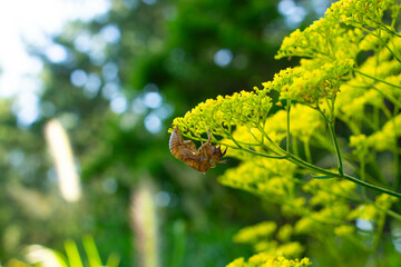 女郎花(オミナエシ)と蝉の抜け殻 – 命の循環を感じる夏の自然のひとこま
Exuvia of a Cicada on a Yellow Patrinia Stem – A Glimpse of Life’s Cycle in Summer Nature