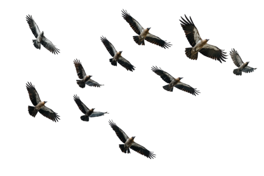 Eagles flying against black sky isolated on transparent background.png white background
