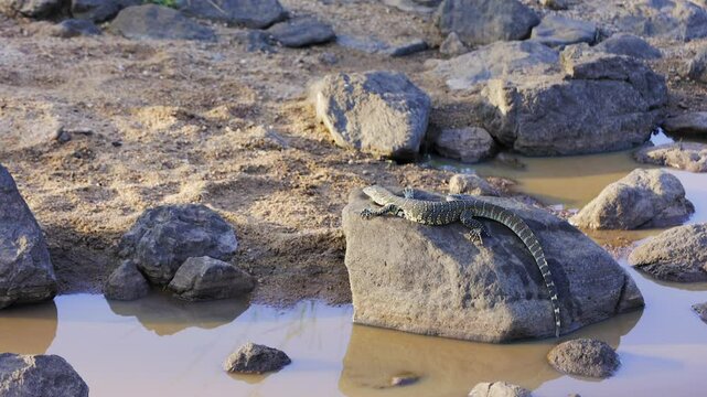 African water monitor lizard warms on river boulder on sunny day