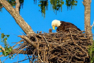 bald eagle in the nest
