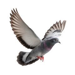 A pigeon flying in the dark sky isolated on transparent background.png white background