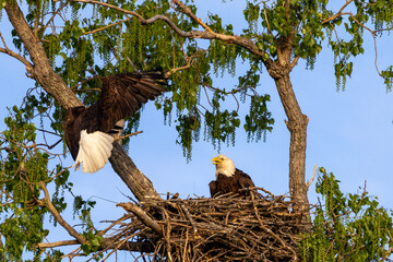 Eagle in a nest