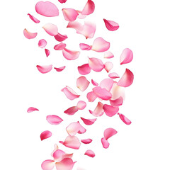 Falling pink flower petal rain isolated on transparent background.png white background