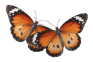 Fototapeta premium Two orange monarch butterflies isolated on transparent background.png white background