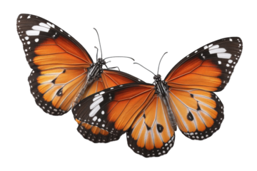 Two orange monarch butterflies isolated on transparent background.png white background
