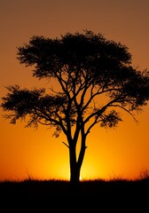 Naklejka premium Amber Silhouette