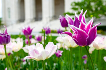 purple tulips in the garden