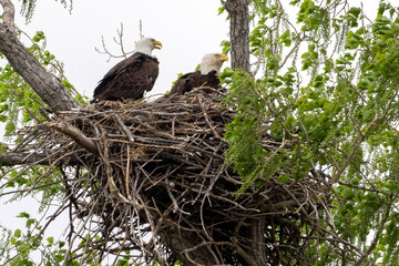 Eagle in a nest