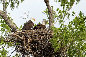 Eagle in a nest