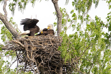 Eagle in a nest