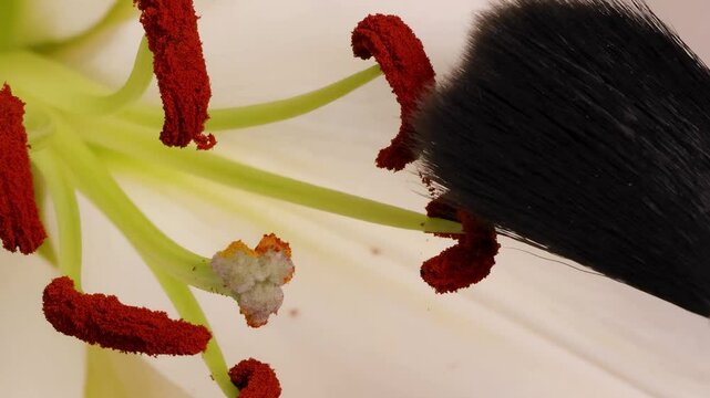 Manual Pollination of Lily Flower with Brush