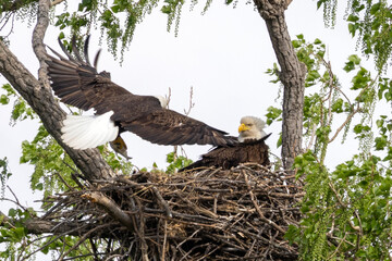 Eagle in a nest