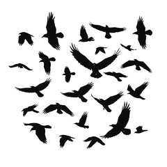 Obraz premium Raven's Dance