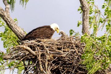 Eagle in a nest