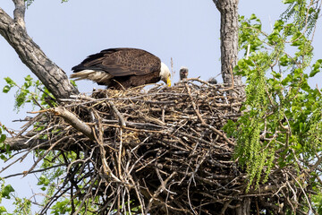 Eagle in a nest