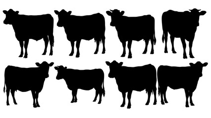 Cow Silhouette Set – Black Farm Cattle in Standing Poses on White Background