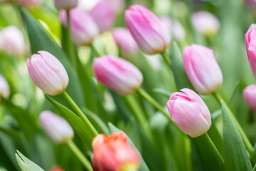 Close-up of tulip flower with vibrant petals and soft background