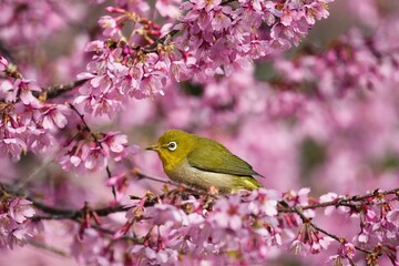 満開のオカメザクラに包まれるメジロ