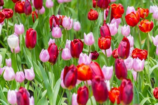 Red tulips blooming in garden, vibrant spring flowers in natural sunlight