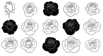 Rose Lexicon: Light and Shadow