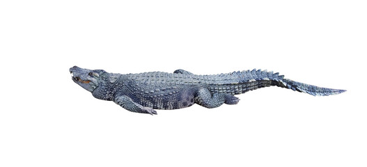 Crocodile isolated on background , clipping path