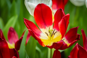 Fototapete bei efototapeten.de bestellen   