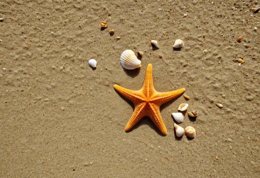 There is a starfish and shell on the sand of the beach