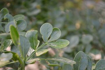 Bright green leaves illuminated by sunlight, capturing nature's detail and greenery, portraying freshness, growth, and an earthy natural backdrop.