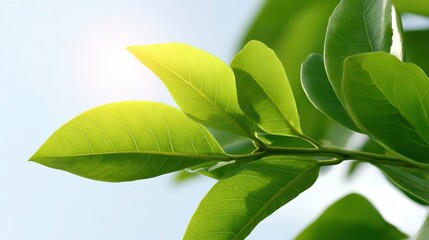 Obraz premium Fresh Green Leaves: Nature, Growth and Sustainability Concept