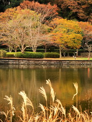 池と黄葉の木のある晩秋の21世紀の森と広場風景
